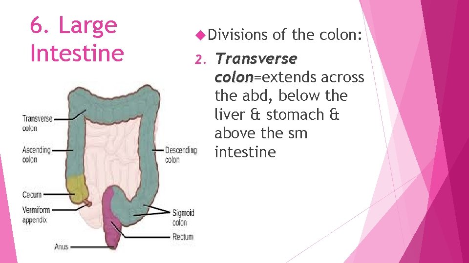 6. Large Intestine Divisions 2. of the colon: Transverse colon=extends across colon the abd,
