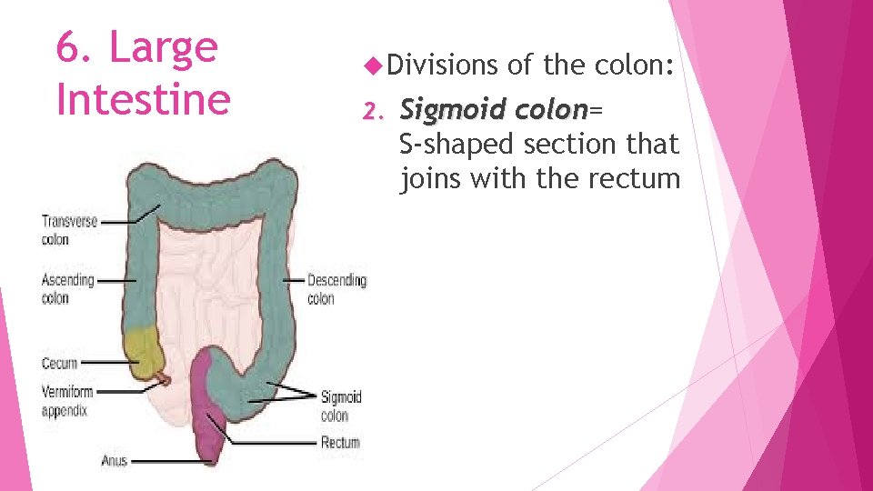 6. Large Intestine Divisions 2. of the colon: Sigmoid colon= colon S-shaped section that