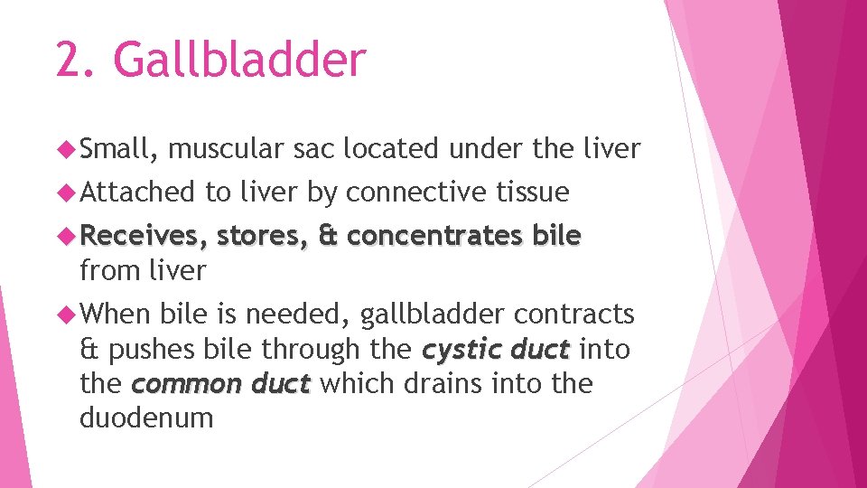 2. Gallbladder Small, muscular sac located under the liver Attached to liver by connective
