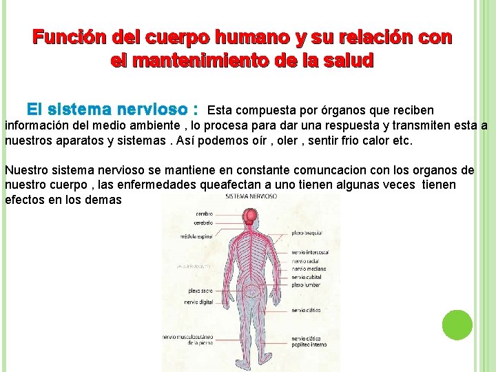 Función del cuerpo humano y su relación con el mantenimiento de la salud El