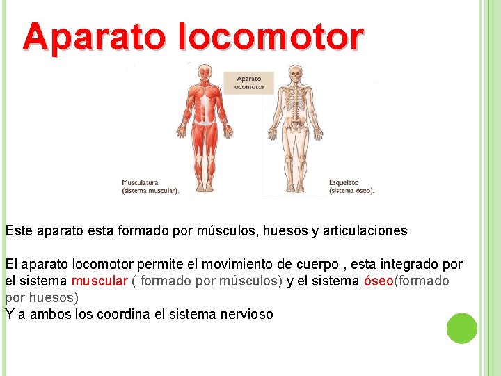 Aparato locomotor Este aparato esta formado por músculos, huesos y articulaciones El aparato locomotor