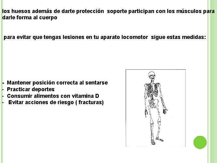 los huesos además de darte protección soporte participan con los músculos para darle forma