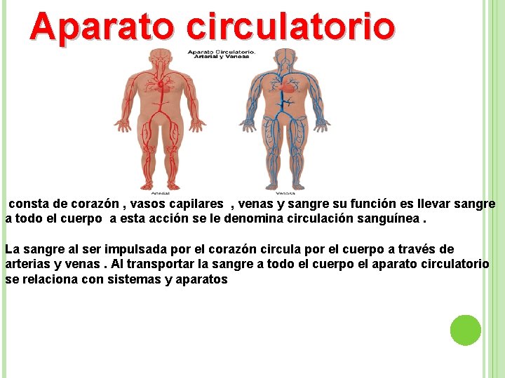 Aparato circulatorio consta de corazón , vasos capilares , venas y sangre su función