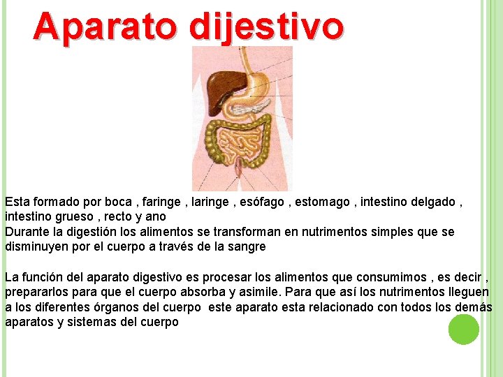 Aparato dijestivo Esta formado por boca , faringe , laringe , esófago , estomago