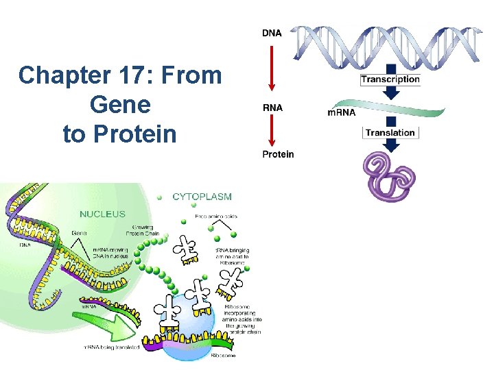 Chapter 17: From Gene to Protein 