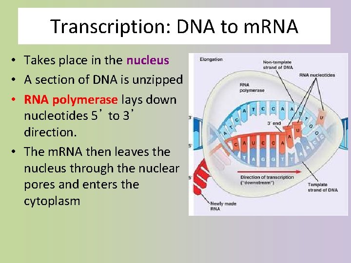 Transcription: DNA to m. RNA • Takes place in the nucleus • A section