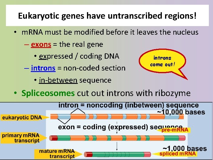 Eukaryotic genes have untranscribed regions! • m. RNA must be modified before it leaves