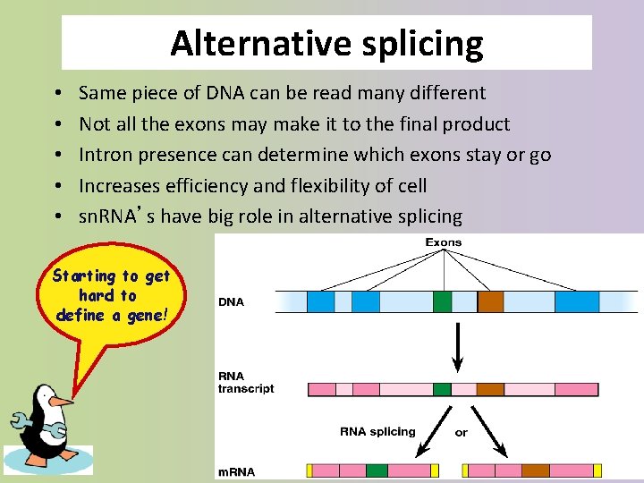 Alternative splicing • • • Same piece of DNA can be read many different