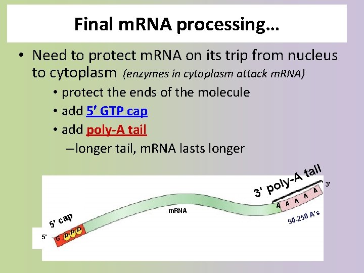 Final m. RNA processing… • Need to protect m. RNA on its trip from