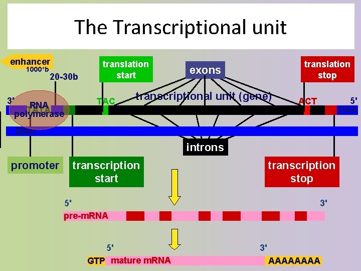 The Transcriptional unit enhancer 1000+b 3' 20 -30 b RNA TATA polymerase translation start