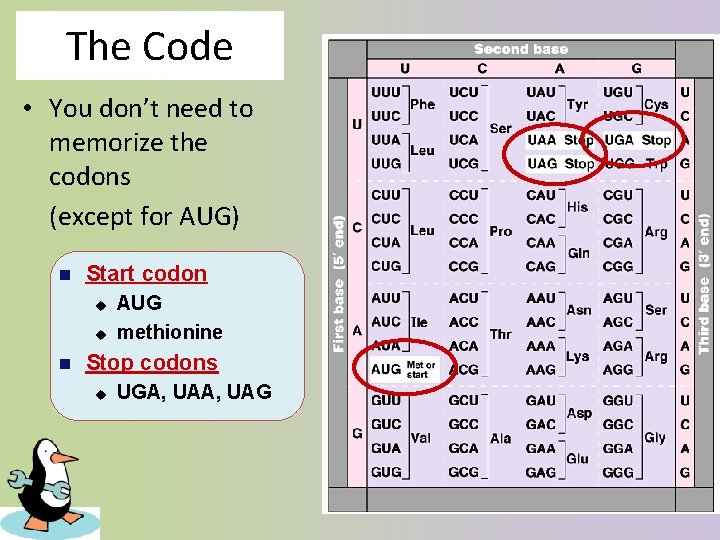 The Code • You don’t need to memorize the codons (except for AUG) n