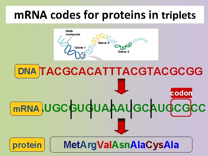 m. RNA codes for proteins in triplets DNA TACGCACATTTACGCGG codon m. RNAAUGCGUGUAAAUGCGCC ? protein