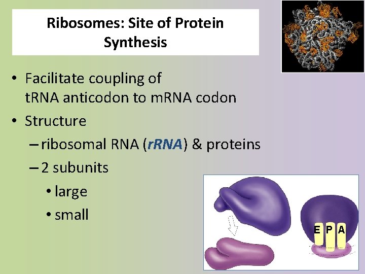 Ribosomes: Site of Protein Synthesis • Facilitate coupling of t. RNA anticodon to m.