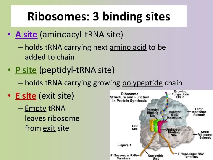 Ribosomes: 3 binding sites • A site (aminoacyl-t. RNA site) – holds t. RNA