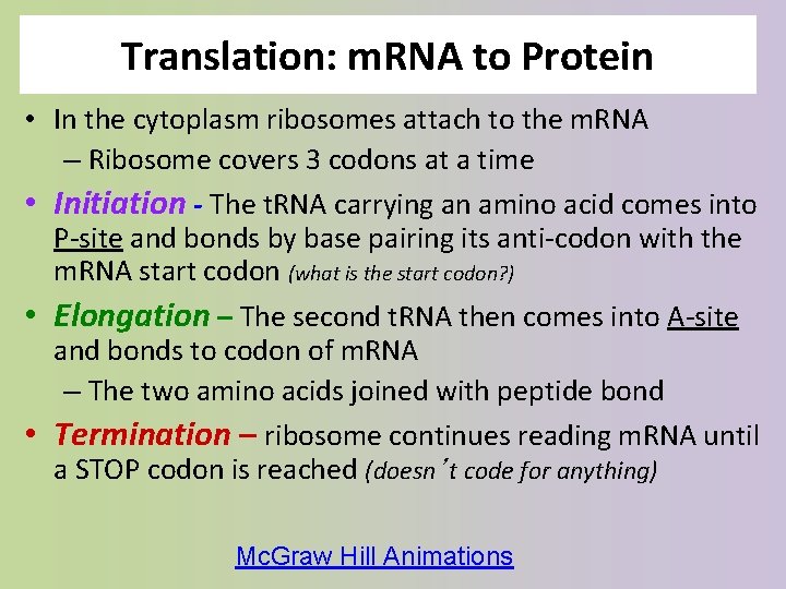 Translation: m. RNA to Protein • In the cytoplasm ribosomes attach to the m.