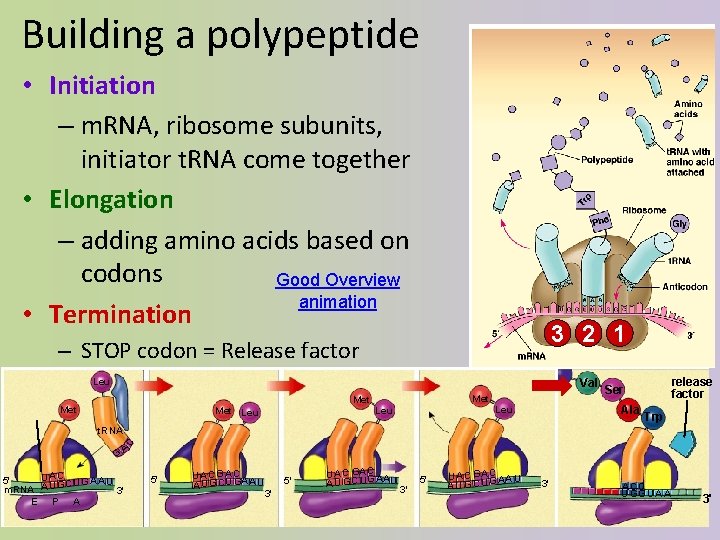 Building a polypeptide • Initiation – m. RNA, ribosome subunits, initiator t. RNA come