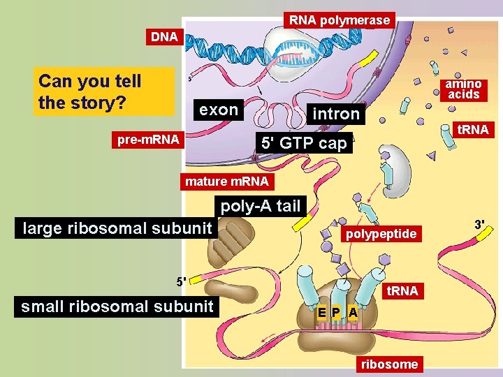RNA polymerase DNA Can you tell the story? amino acids exon pre-m. RNA intron