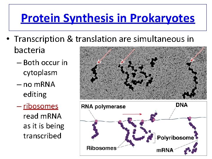 Protein Synthesis in Prokaryotes • Transcription & translation are simultaneous in bacteria – Both