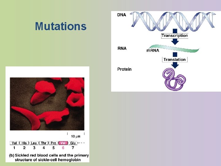 Mutations 