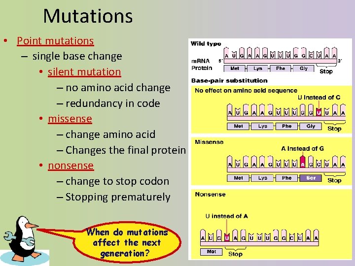 Mutations • Point mutations – single base change • silent mutation – no amino