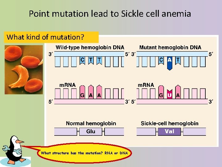 Point mutation lead to Sickle cell anemia What kind of mutation? What structure has