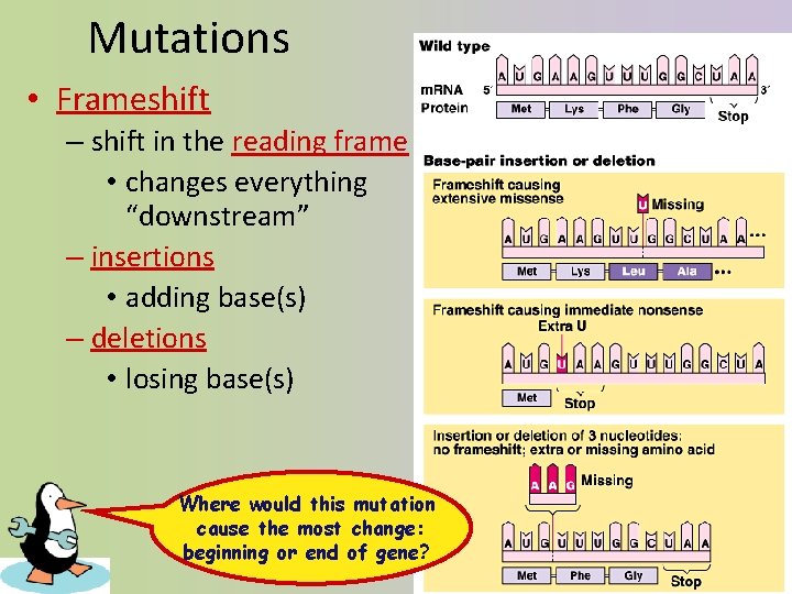 Mutations • Frameshift – shift in the reading frame • changes everything “downstream” –