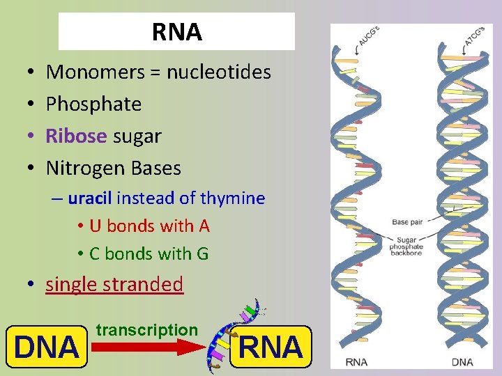 RNA • • Monomers = nucleotides Phosphate Ribose sugar Nitrogen Bases – uracil instead