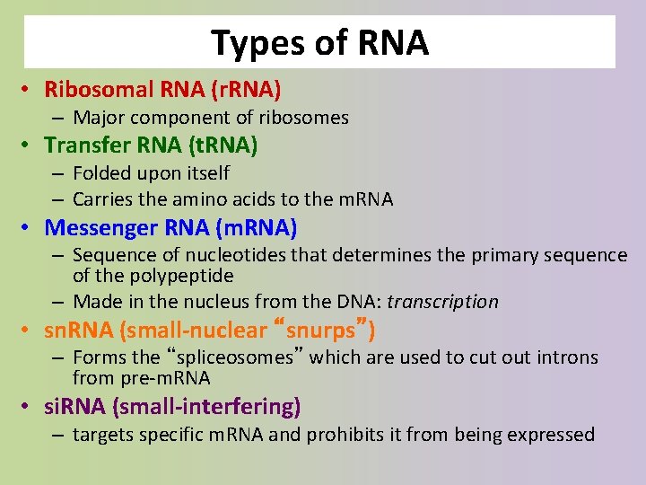 Types of RNA • Ribosomal RNA (r. RNA) – Major component of ribosomes •