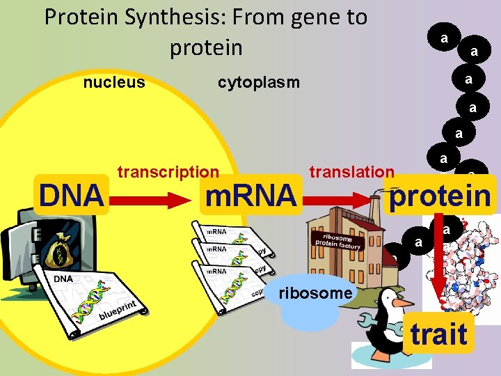 Protein Synthesis: From gene to protein nucleus a a a cytoplasm a a DNA