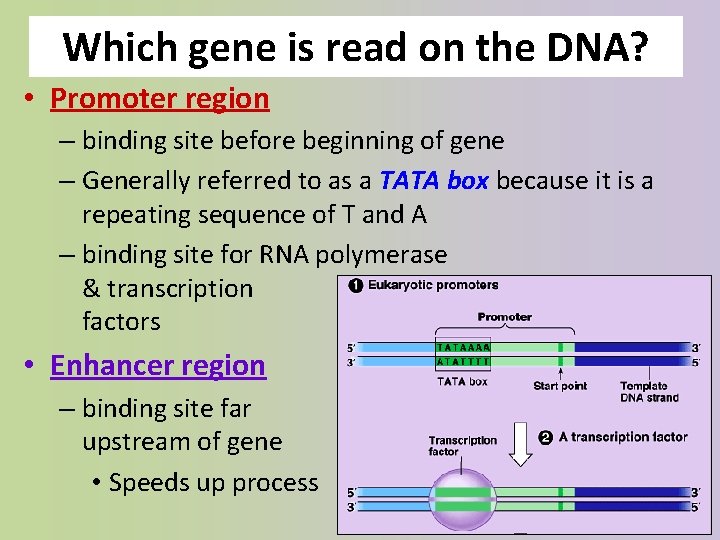 Which gene is read on the DNA? • Promoter region – binding site before