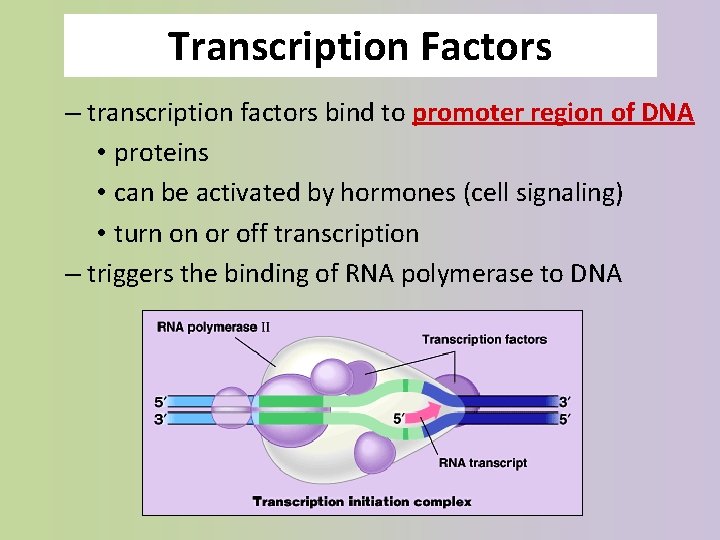 Transcription Factors – transcription factors bind to promoter region of DNA • proteins •