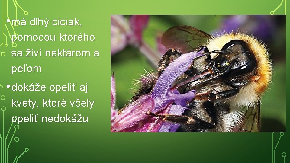  • má dlhý ciciak, pomocou ktorého sa živí nektárom a peľom • dokáže