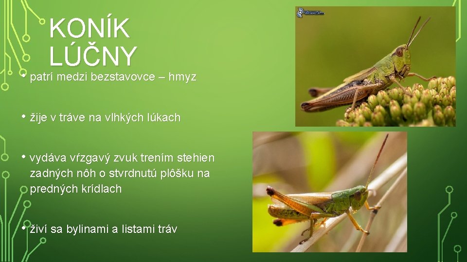 KONÍK LÚČNY • patrí medzi bezstavovce – hmyz • žije v tráve na vlhkých