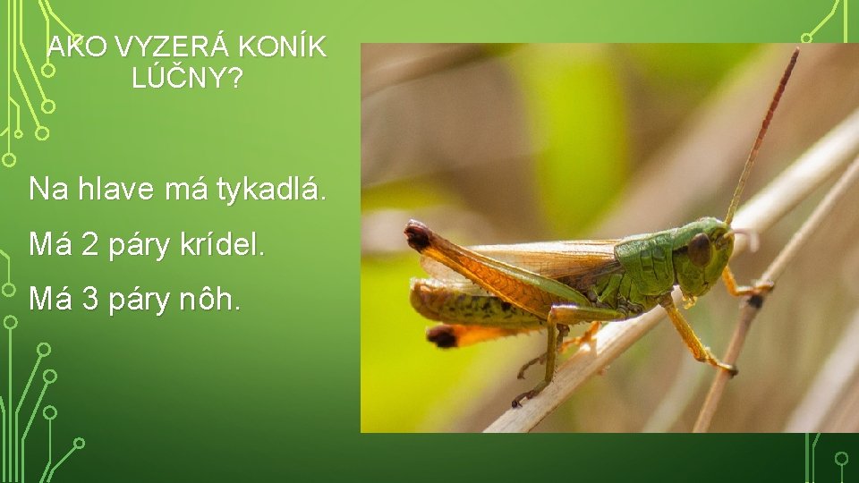 AKO VYZERÁ KONÍK LÚČNY? Na hlave má tykadlá. Má 2 páry krídel. Má 3