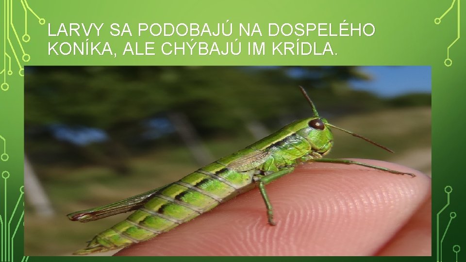 LARVY SA PODOBAJÚ NA DOSPELÉHO KONÍKA, ALE CHÝBAJÚ IM KRÍDLA. 