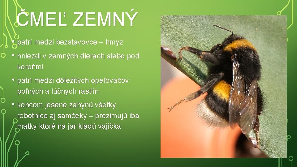 ČMEĽ ZEMNÝ • patrí medzi bezstavovce – hmyz • hniezdi v zemných dierach alebo