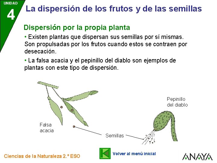 UNIDAD 4 La dispersión de los frutos y de las semillas Dispersión por la