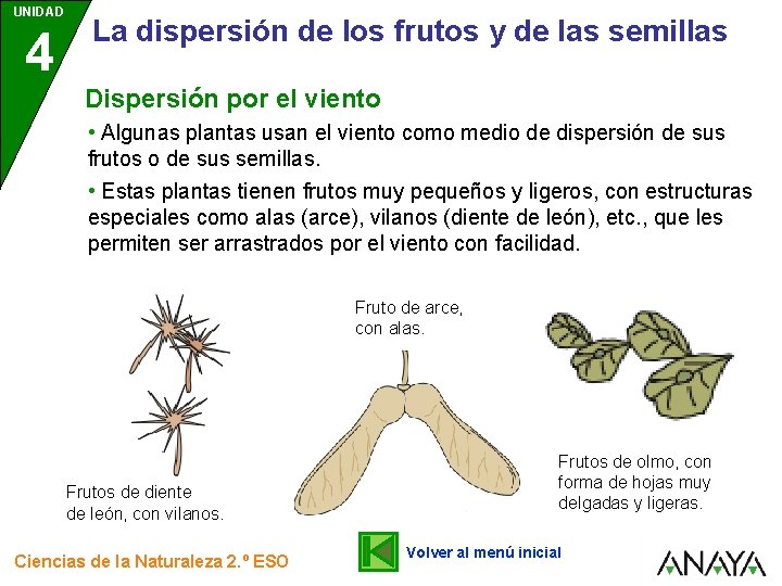 UNIDAD 4 La dispersión de los frutos y de las semillas Dispersión por el