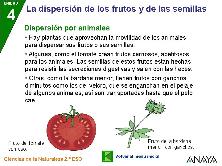 UNIDAD 4 La dispersión de los frutos y de las semillas Dispersión por animales