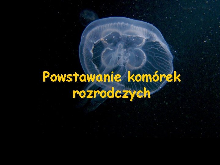 Powstawanie komórek rozrodczych 