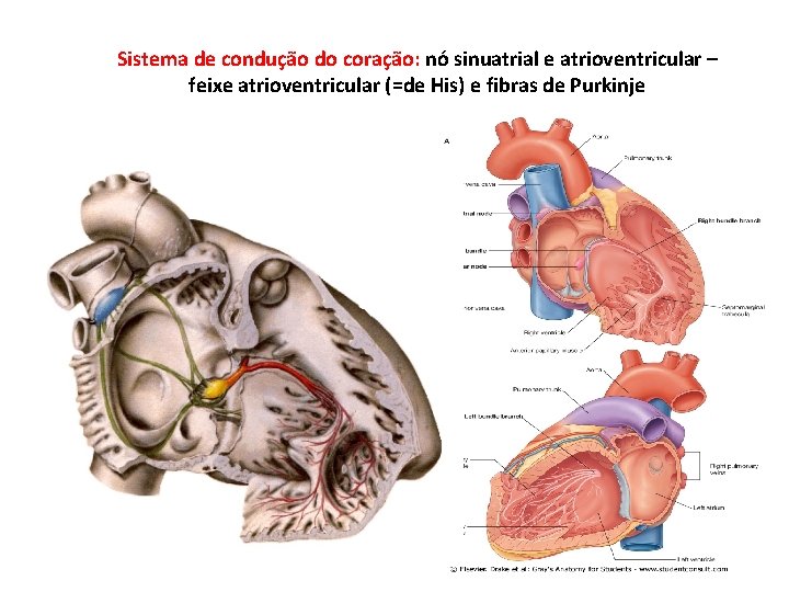 Sistema de condução do coração: nó sinuatrial e atrioventricular – feixe atrioventricular (=de His)