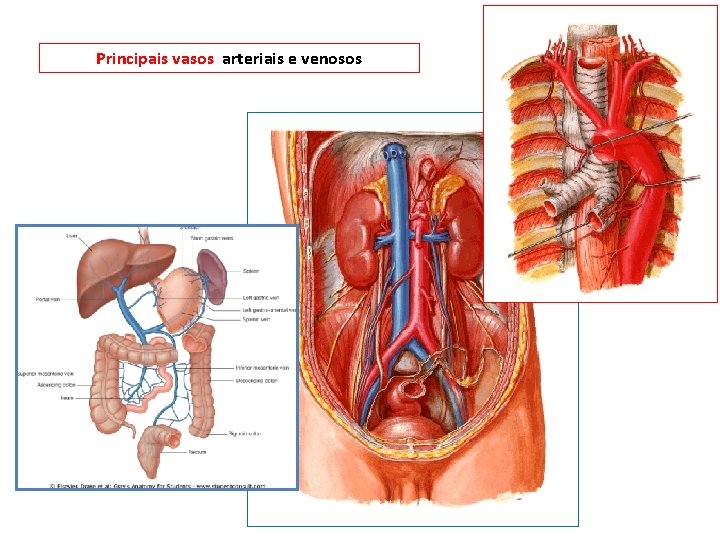 Principais vasos arteriais e venosos 