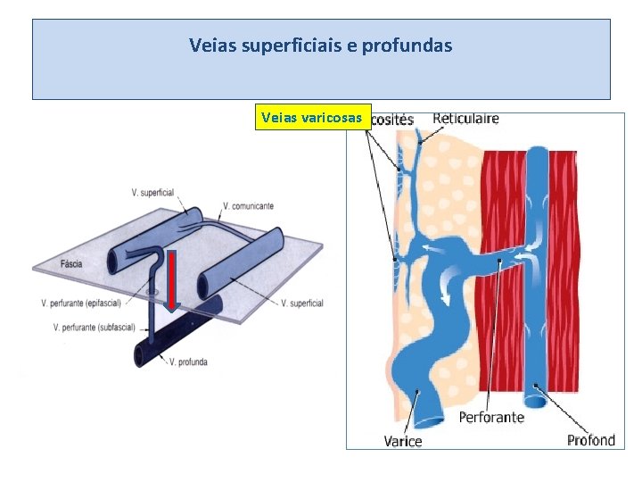 Veias superficiais e profundas Veias varicosas 