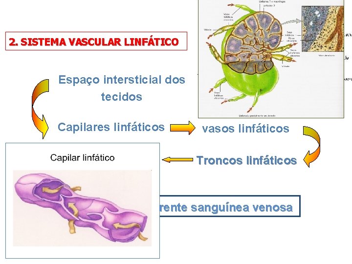 2. SISTEMA VASCULAR LINFÁTICO Espaço intersticial dos tecidos Capilares linfáticos Ductos linfáticos vasos linfáticos