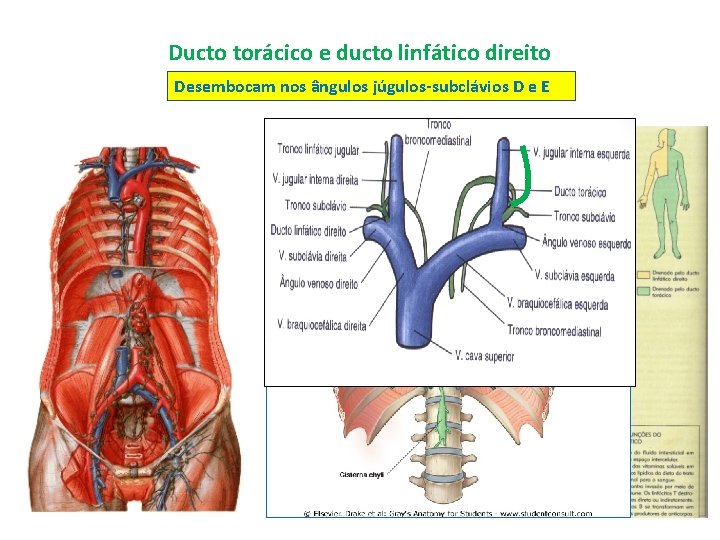 Ducto torácico e ducto linfático direito Desembocam nos ângulos júgulos-subclávios D e E 