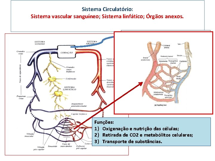 Sistema Circulatório: Sistema vascular sanguíneo; Sistema linfático; Órgãos anexos. Funções: 1) Oxigenação e nutrição