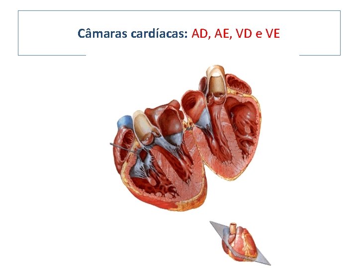 Câmaras cardíacas: AD, AE, VD e VE 