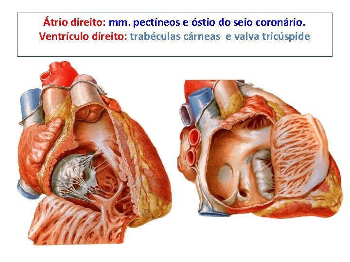 Átrio direito: mm. pectíneos e óstio do seio coronário. Ventrículo direito: trabéculas cárneas e