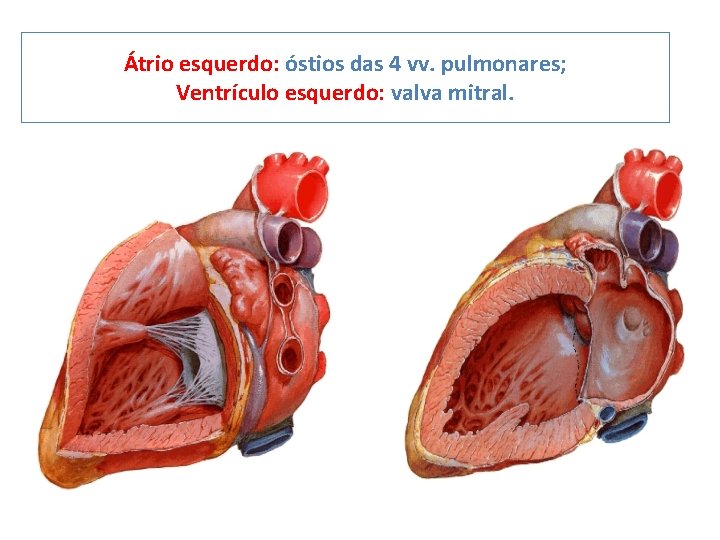 Átrio esquerdo: óstios das 4 vv. pulmonares; Ventrículo esquerdo: valva mitral. 