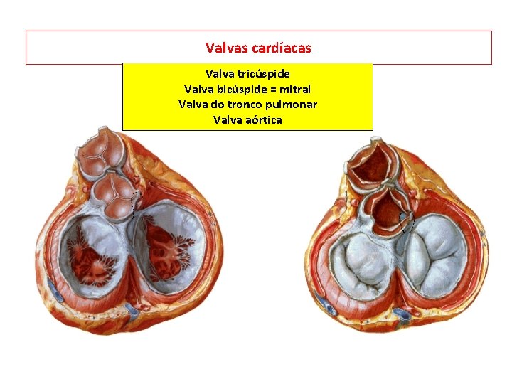 Valvas cardíacas Valva tricúspide Valva bicúspide = mitral Valva do tronco pulmonar Valva aórtica